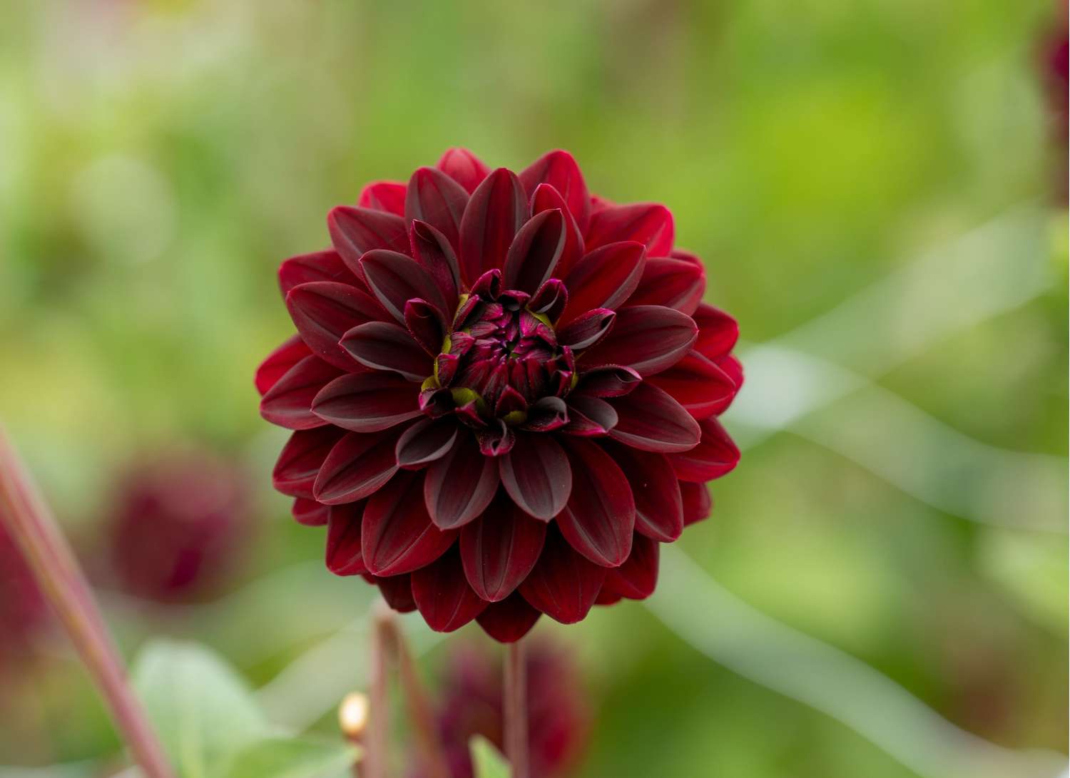 Dahlie 'Arabian Night'